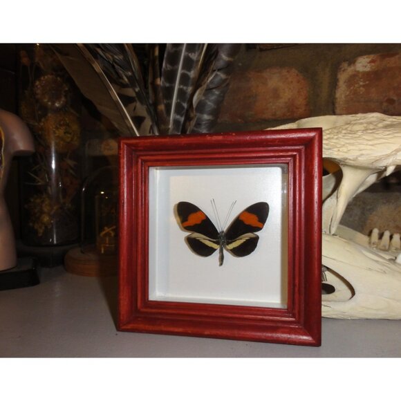 Vintage Framed Postman Butterfly oddity curiosity entomology insect wall hanging - Picture 2 of 10